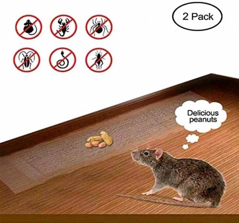 8 Ways to Keep Insects and Mice From Living in Your Shed Outdoor