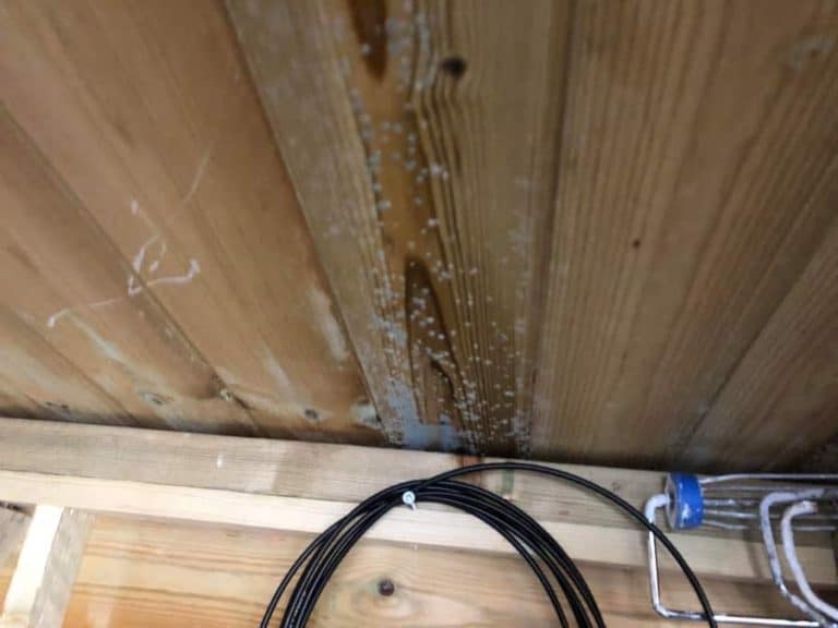 How to Get Rid of Musty Odor in Shed? Outdoor Storage Options