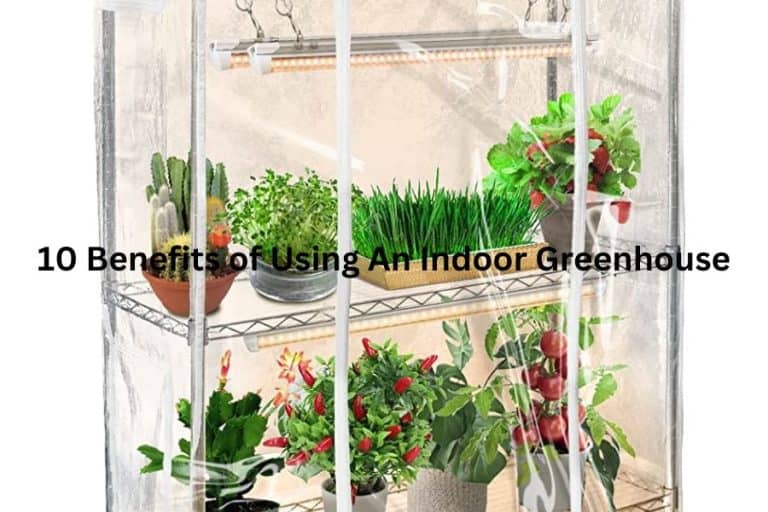 10 Benefits of an Indoor Greenhouse Outdoor Storage Options
