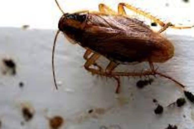 How to Get Rid of a Heavy Roach Infestation Outdoor Storage Options