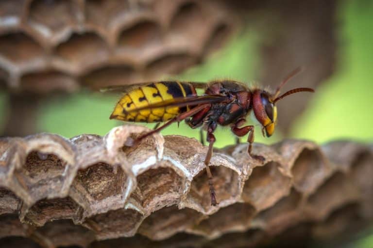 How to Get Rid of Yellow Jacket Nests Outdoor Storage Options